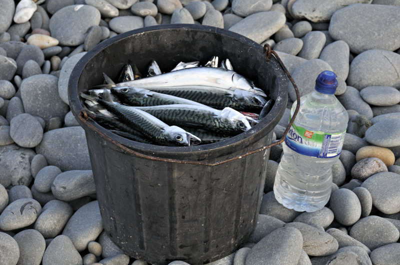Bucket of mackerel