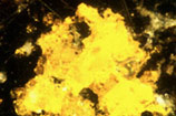 Primary greenockite in polished section from Dolyhir Quarry, Kington, Powys - a specimen recovered during a Minescan survey - copyright National Museums & Galleries of Wales