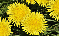 Dandelion starburst!
