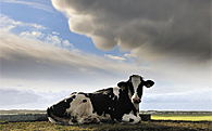 Mammatus and cow!