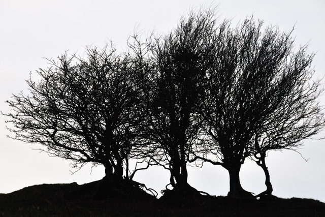 Gnarled Hawthorn trees