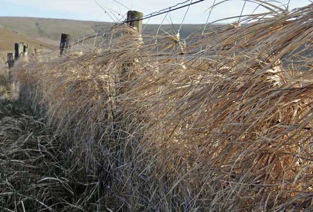Moor-grass caught in fence