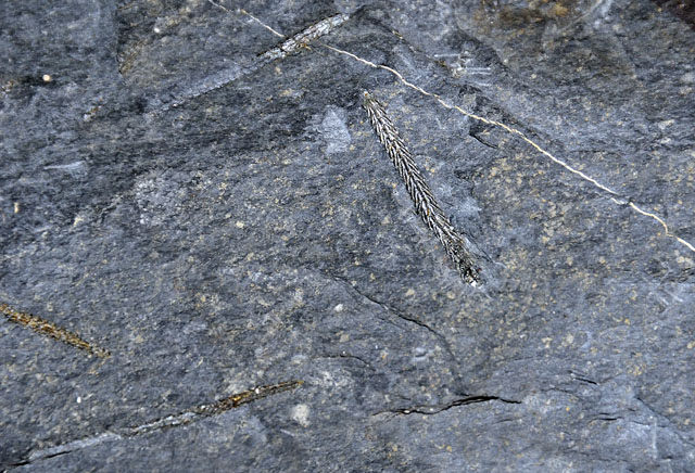 Pyritised graptolites, Cwmere Formation