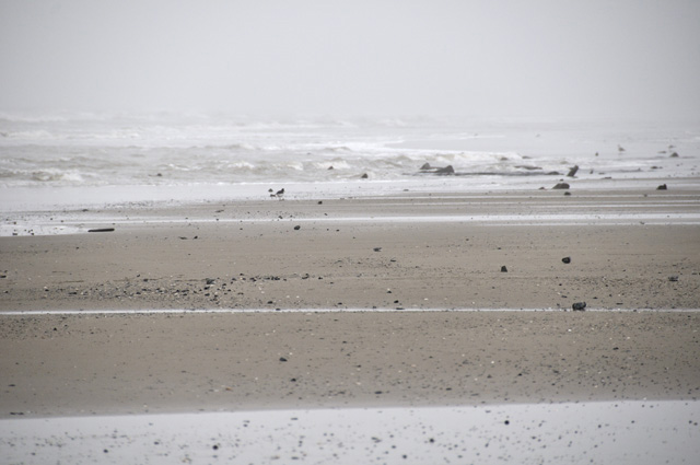 Borth Beach