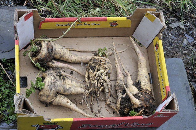 Parsnips - control-bed