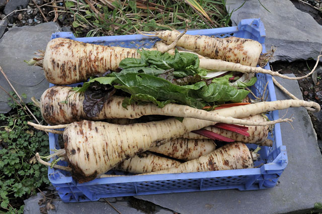 parsnips - prepared bed