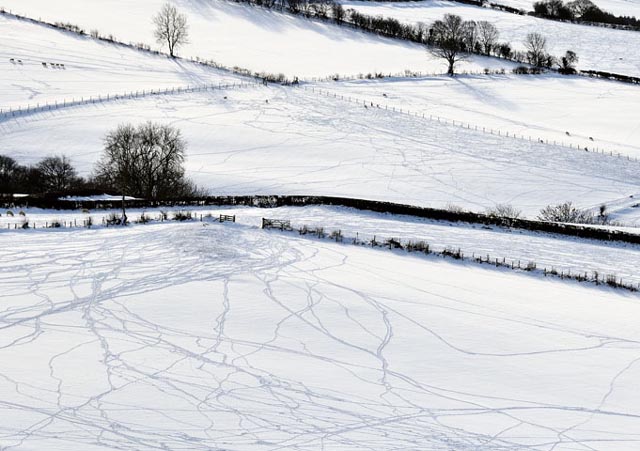 Sheep-tracks in snow