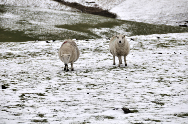 sheep and snow near Dylife