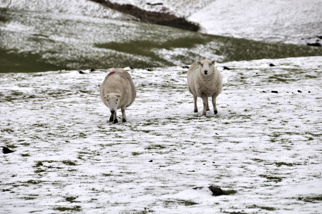 sheep and snow near Dylife