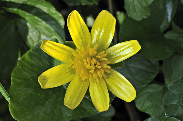 Lesser Celandine, February 2013