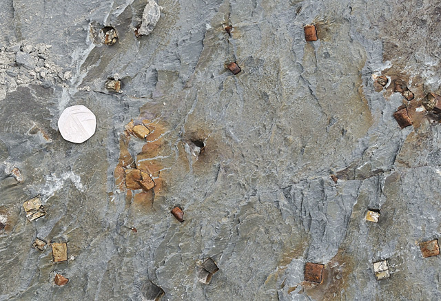 Cambrian sedimentary rock with pyrite cubes