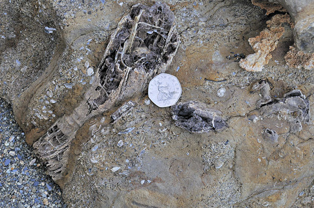 fossilised driftwood from the Middle
                    Jurassic fossilised driftwood from the Middle Jurassic