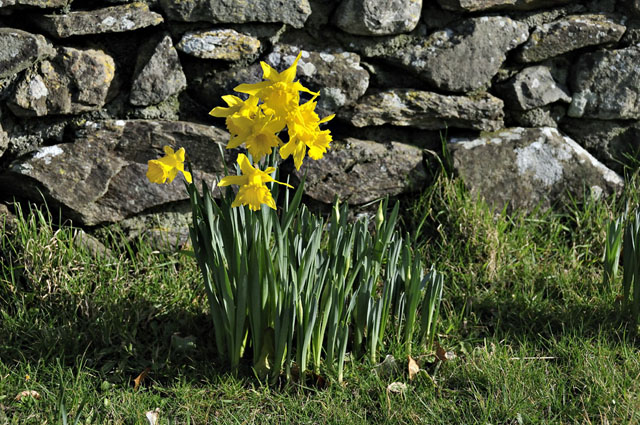 early daffodils