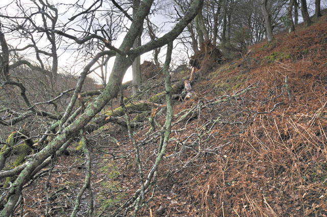 damage
                    swathe, Plas Talgarth damage swathe, Plas Talgarth
