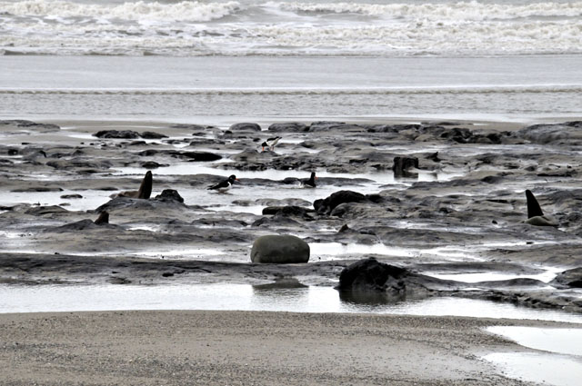 submerged
                                        forest, Borth submerged
                                        forest, Borth