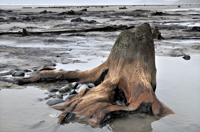 submerged forest, Borth submerged forest, Borth