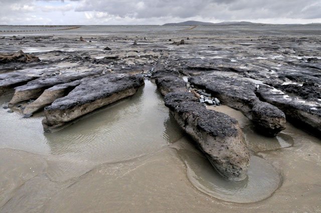 submerged forest, Borth submerged forest, Borth
