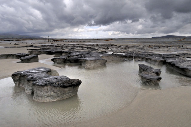 submerged forest, Borth submerged forest, Borth