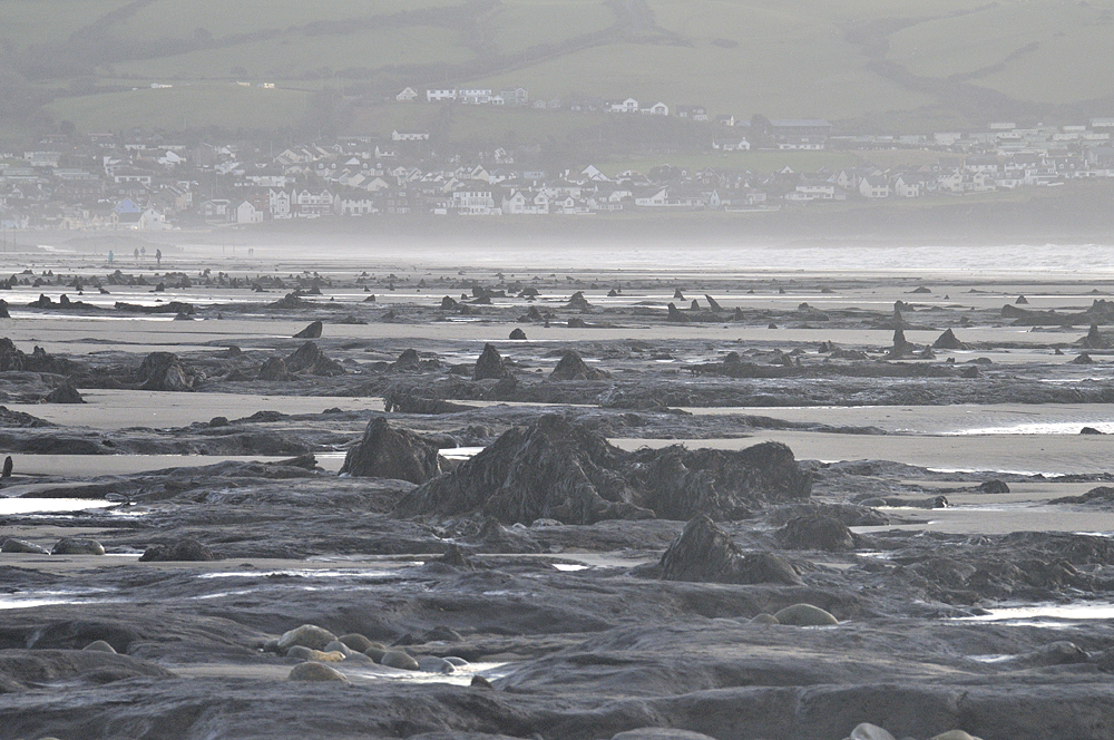 Submerged Forest, Borth, Feb 1st
                  2022
