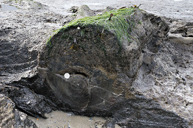 Oak in submerged forest, sampled for tree-ring studies