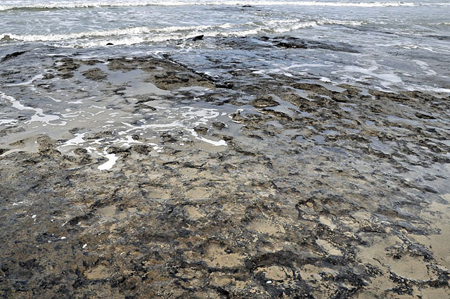 Peat horizon with hoof and footprints, Borth