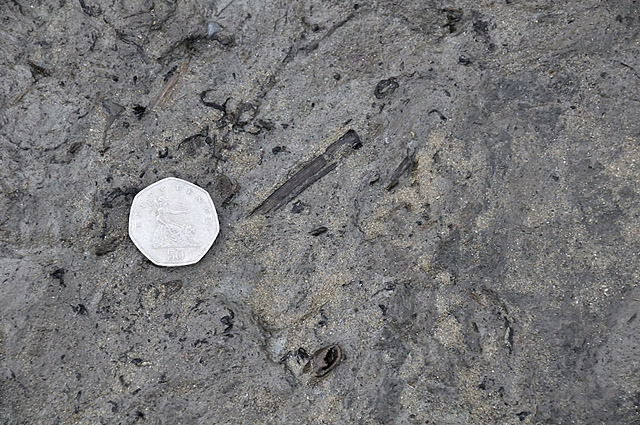 Plant debris embedded in clay - detail