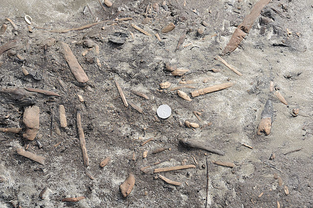 Wood embedded in peat - detail