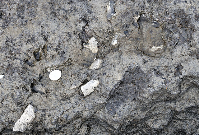 Burnt stone scatter embedded in lower peat