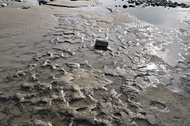 Peat horizon with hoof and footprints, Borth