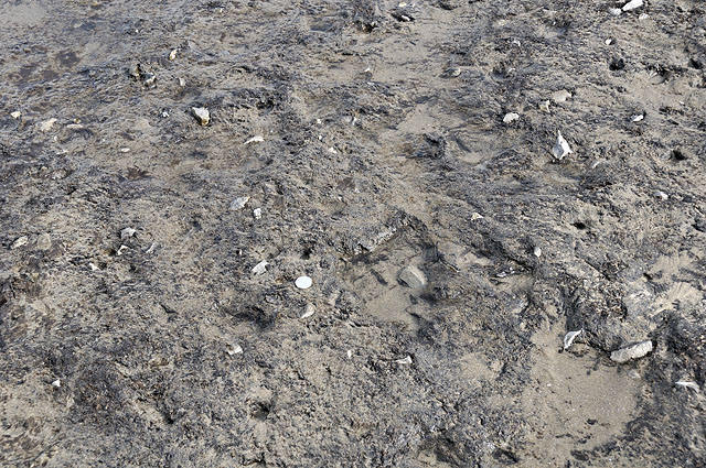 Burnt stone scatter embedded in lower peat