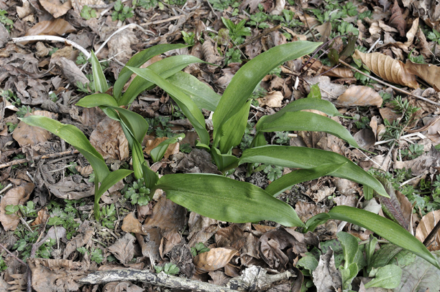 Wild Garlic