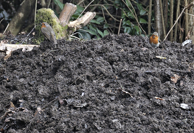 Two male robins