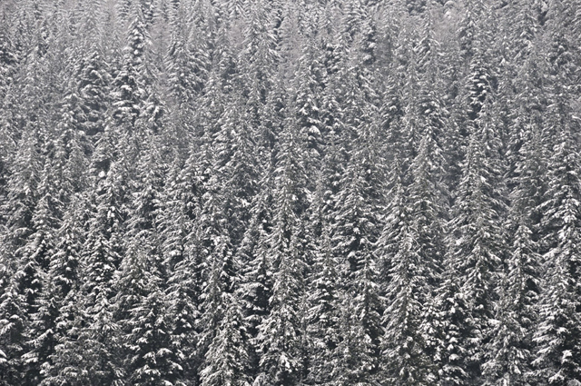 Conifers and snow, Corris