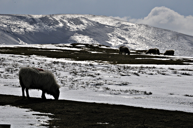 Sheep and ice-glaze