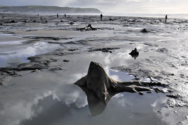 submerged
                                        forest, Borth submerged
                                        forest, Borth