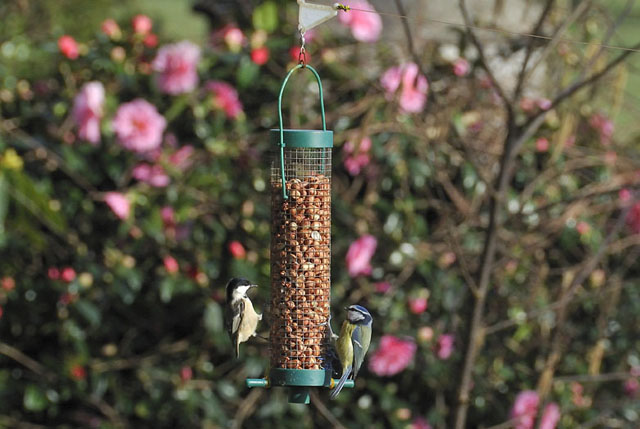 coal tit coal tit