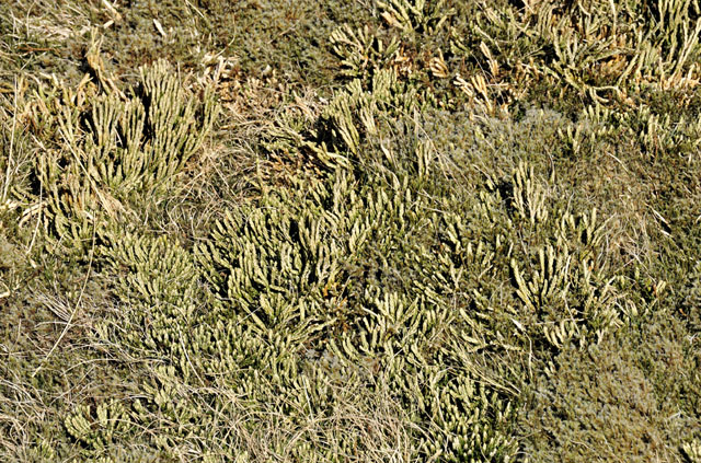 Alpine clubmoss and other mosses