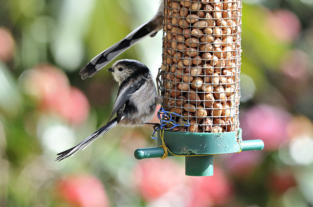 long tailed
                        tits long tailed tits