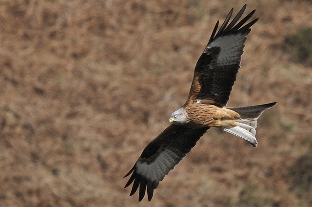 red kite