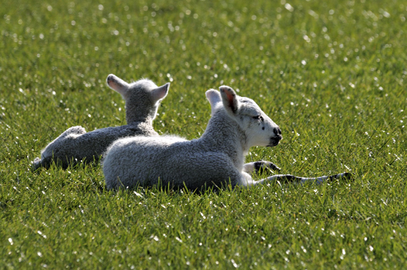 Lambs