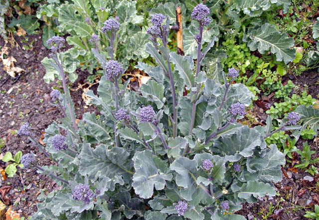 stunted but very productive broccoli plant