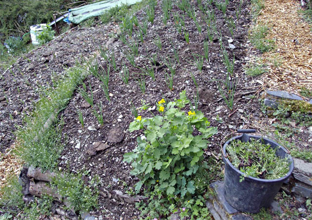 shallots coming up