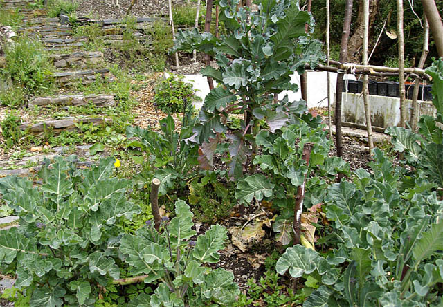broccoli - large leafy plant with few sprouts