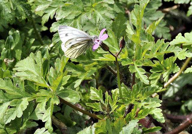 Green-veined White