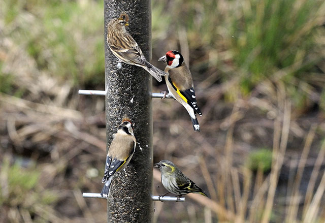 Cors Dyfi