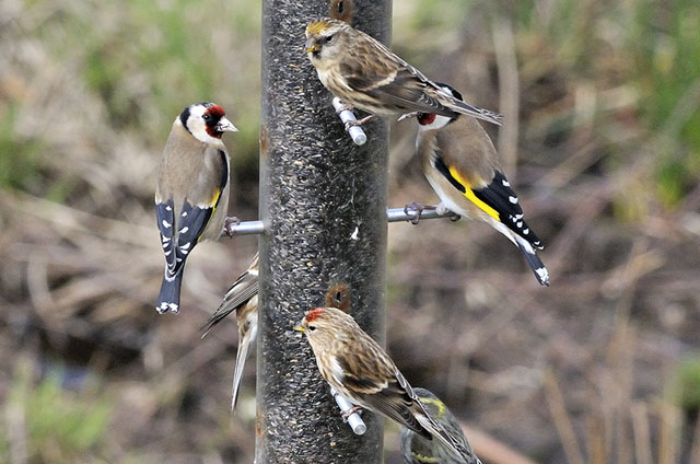Cors Dyfi