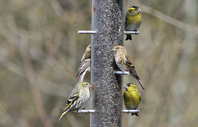 Cors Dyfi
