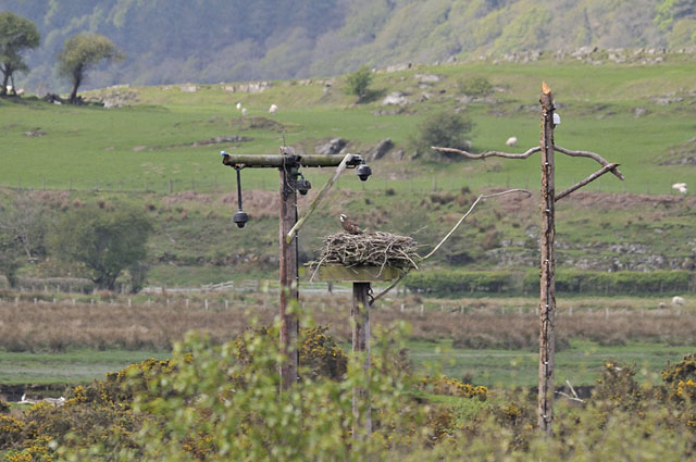 Cors Dyfi