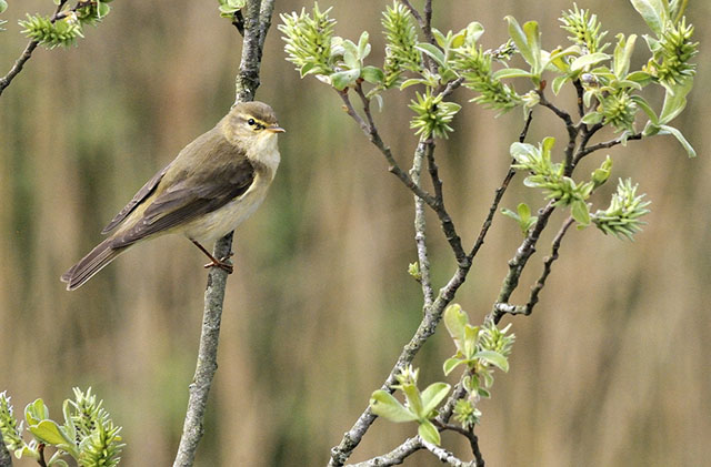 Cors
                      Dyfi
