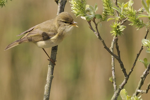 Cors Dyfi